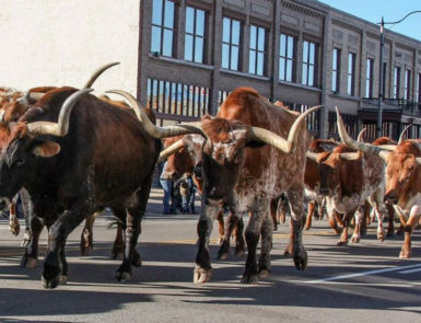 stockyards stampede