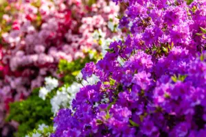 Muskogee Azalea Festival